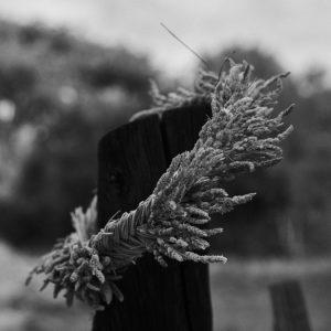 Aro dactylis - Alai Zimmermann