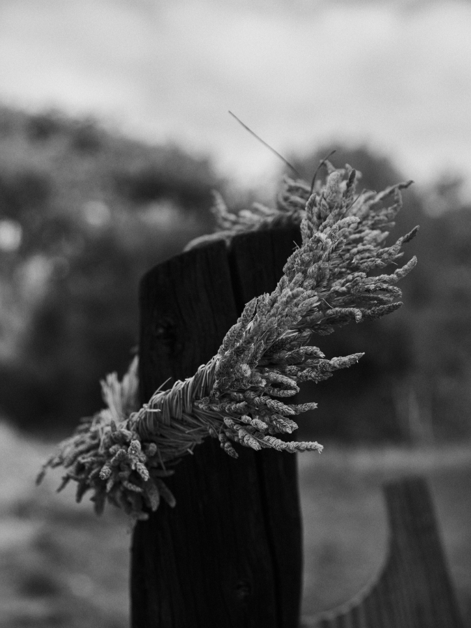 Aro dactylis - Alai Zimmermann