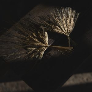 Tocado - Alai Zimmermann