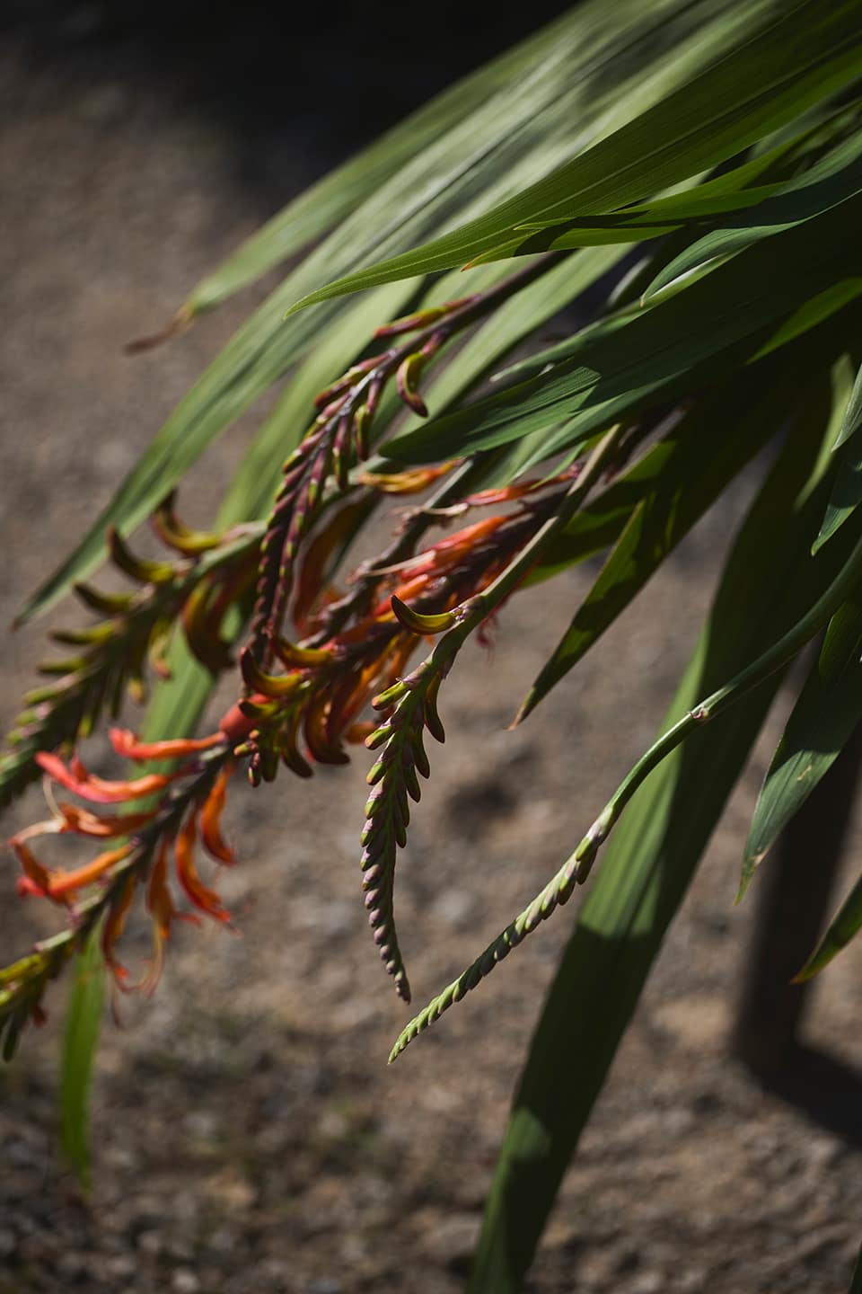 Tienda - Alai Zimmermann