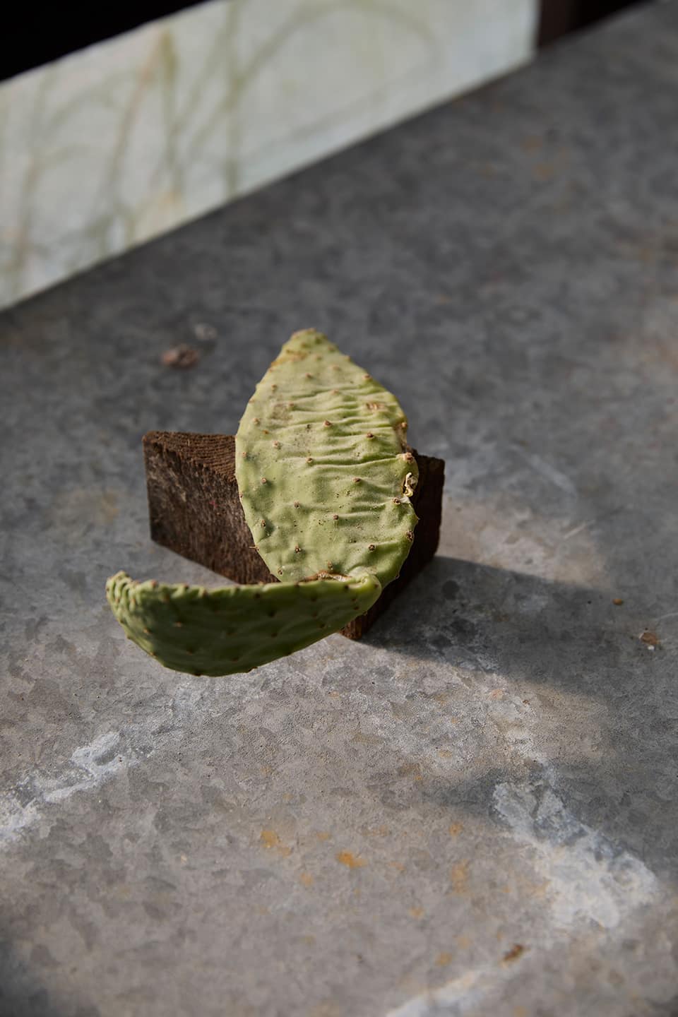 TIenda - Alai Zimmermann